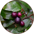 Black Plum